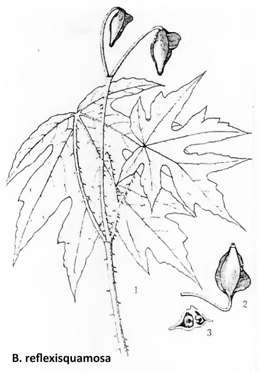 B. reflexisquamosa
